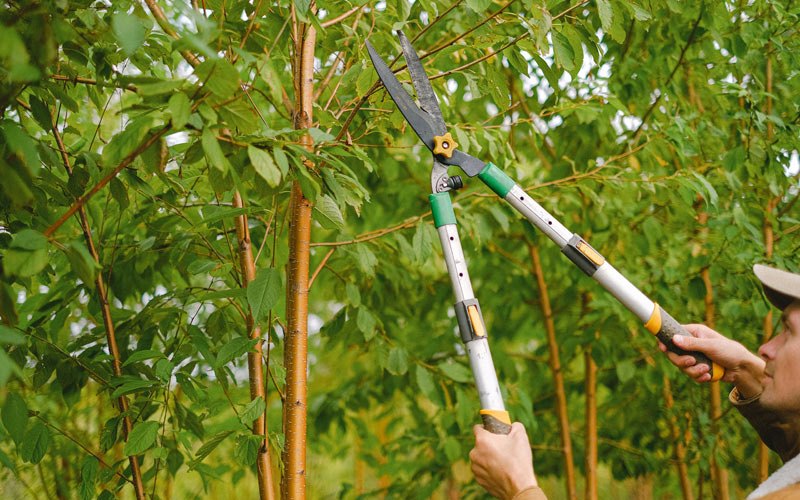 Tree trimming in Helmville, MT